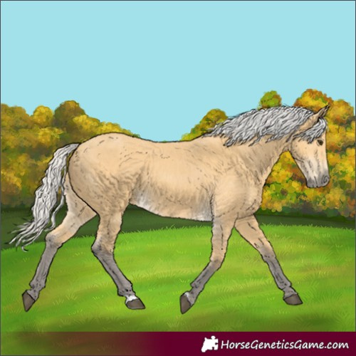 Horse Color:Silver Buckskin 