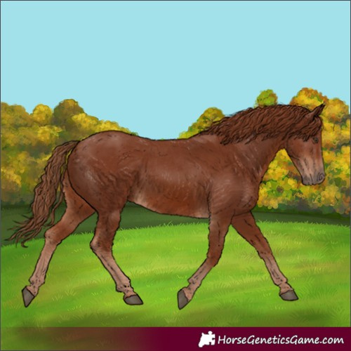 Horse Color:Chestnut 