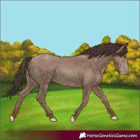 Horse Color:Classic Champagne 
