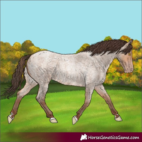 Horse Color:Amber Champagne Roan