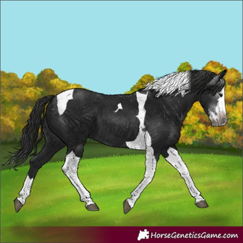 Horse Color:Gray Smoky Black Splash Tobiano 