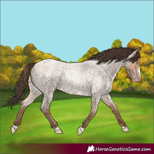 Horse Color:Amber Champagne Roan 