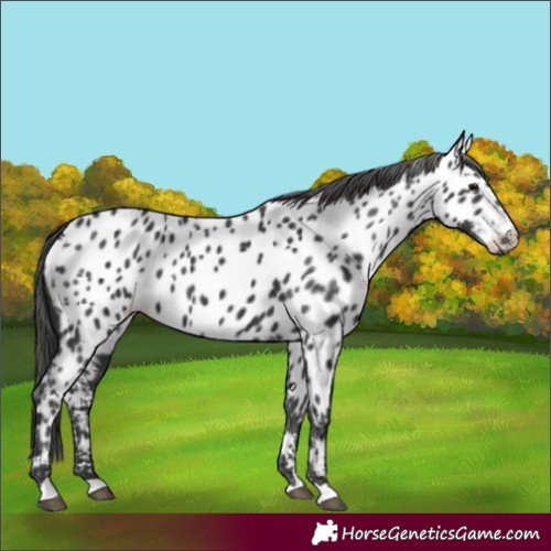 Horse Color:Black Appaloosa 