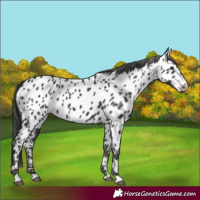 Horse Color:Black Appaloosa 