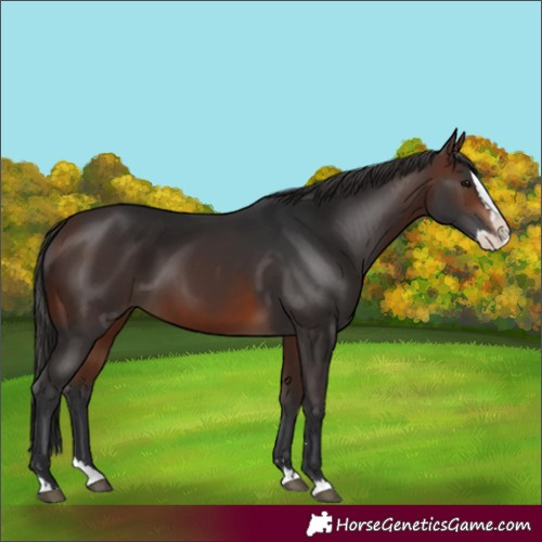 Horse Color:Brown Splash