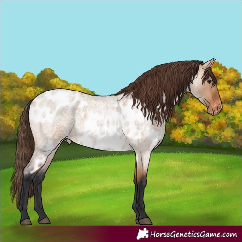 Horse Color:Bay Roan Dun Skewed Appaloosa 