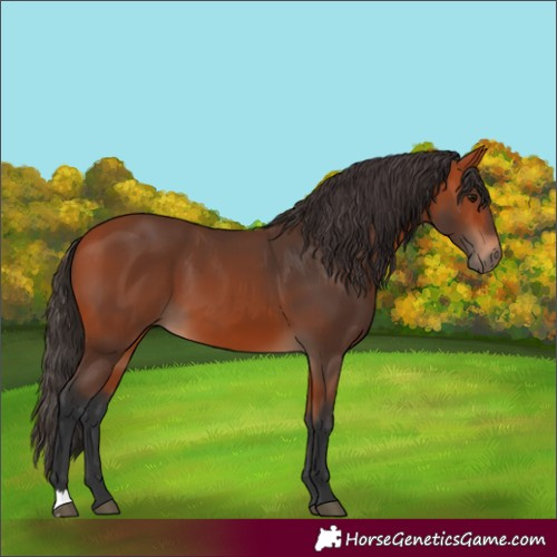 Horse Color:Bay 