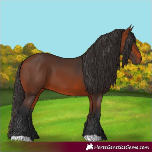 Horse Color:Bay 