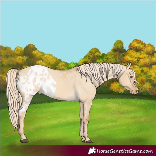 Horse Color:Palomino Dun Skewed Appaloosa 