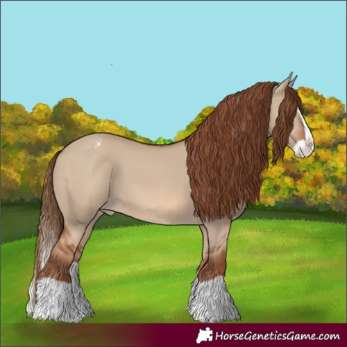 Horse Color:Red Dun Splash Appaloosa 