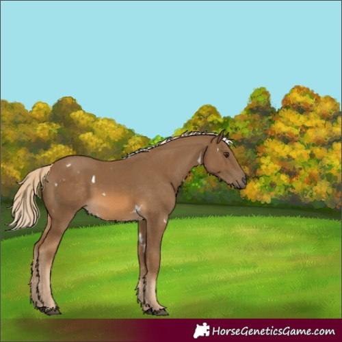 Horse Color:White Spotted Chocolate Palomino