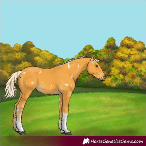 Horse Color:Unknown 