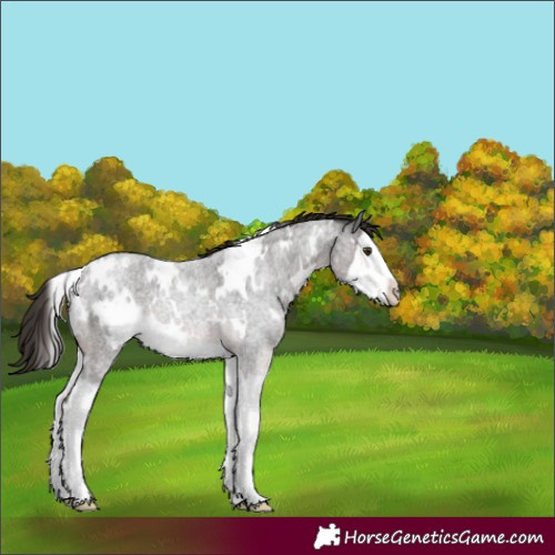 Horse Color:White Spotted Liver Red Roan Splash 