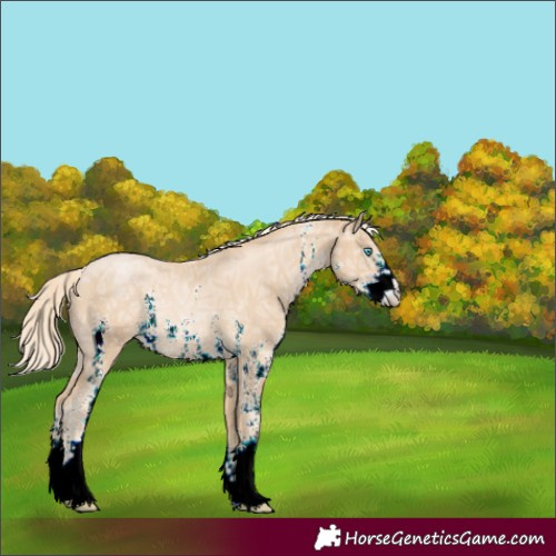 Horse Color:Unknown 