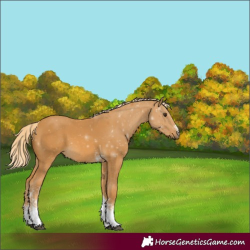 Horse Color:Palomino Sabino Tobiano