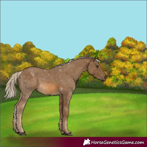 Horse Color:Chocolate Palomino