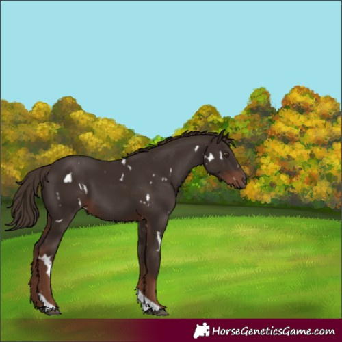 Horse Color:White Spotted Liver Chestnut Tobiano 