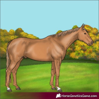 Horse Color:Unknown 