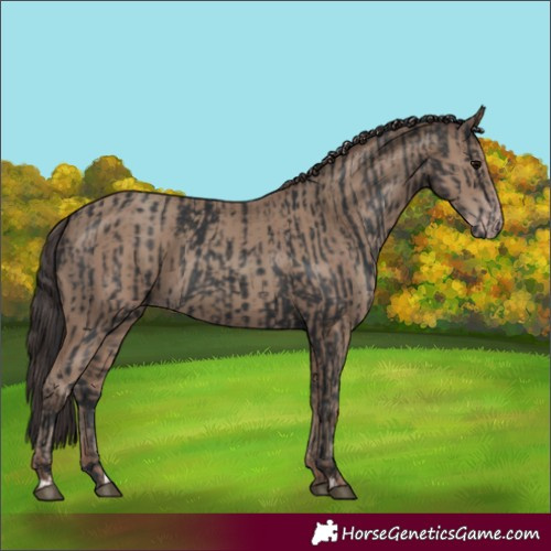 Horse Color:Black  and Classic Champagne 