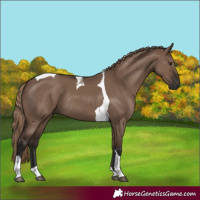 Horse Color:Liver Red Dun Tobiano Rabicano 