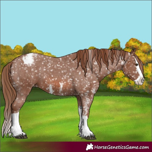 Horse Color:Chestnut Sabino Splash Appaloosa 