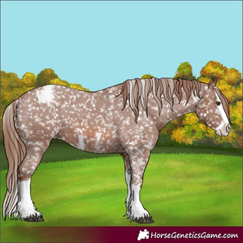 Horse Color:Chestnut Sabino Splash Appaloosa 
