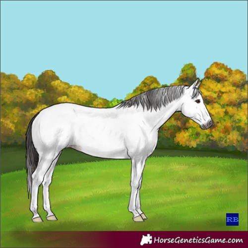 Horse Color:Gray White Spotted Smoky Grullo Roan Splash Frame Near Fewspot