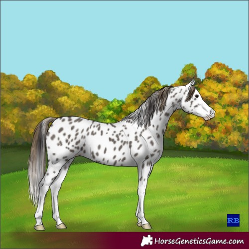 Horse Color:Smoky Grullo Splash Near Leopard