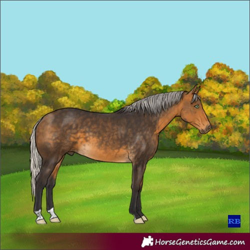Horse Color:Silver Buckskin 