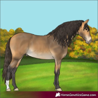 Horse Color:Buckskin