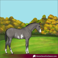 Horse Color:Grullo Sabino Rabicano