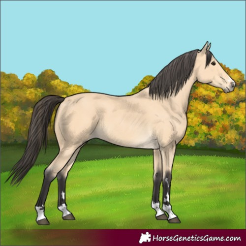 Horse Color:Buckskin