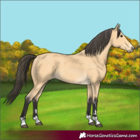 Horse Color:Buckskin 