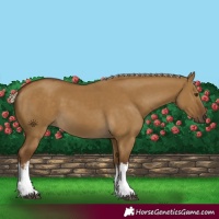Horse Color:White Spotted Chocolate Palomino Dun 