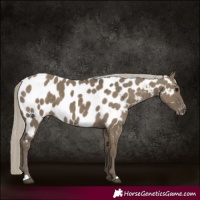 Horse Color:Silver Smoky Grullo Near Leopard 