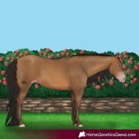 Horse Color:Gray Amber Champagne 