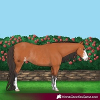 Horse Color:Bay Sabino Rabicano 