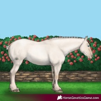 Horse Color:Chocolate Palomino Roan Pearl Dun