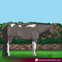 Horse Color:Smoky Grullo Tobiano 