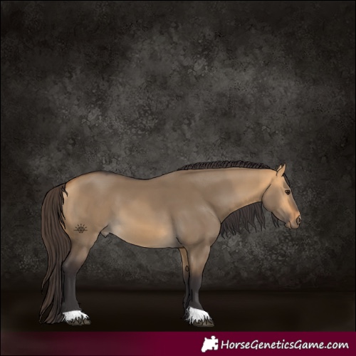 Horse Color:Buckskin Dun 