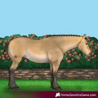 Horse Color:Buckskin Dun 