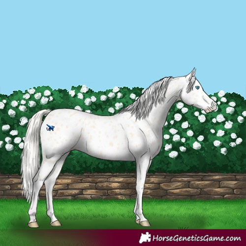 Horse Color:Cremello Appaloosa 