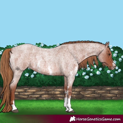 Horse Color:Red Roan Sabino 