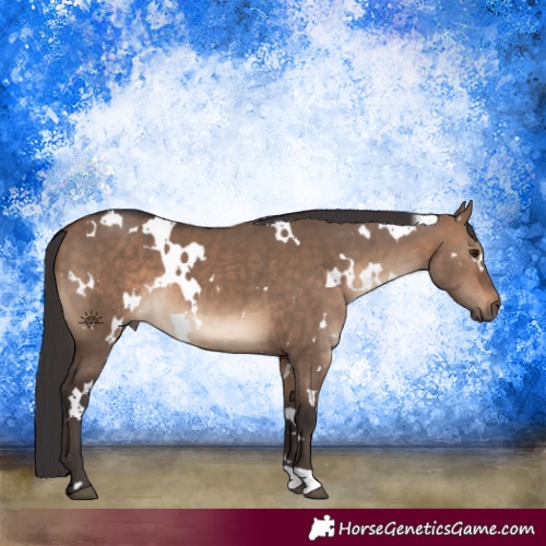 Horse Color:White Spotted Brown Dun 