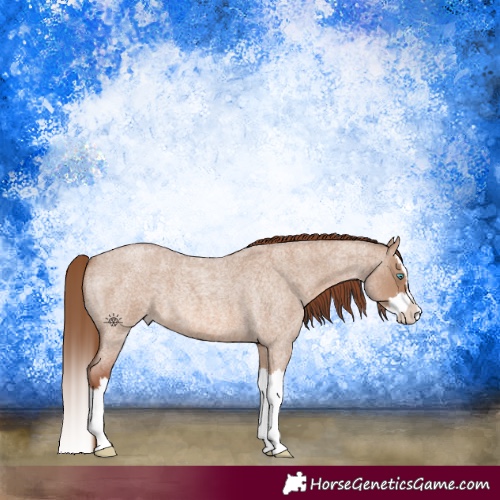 Horse Color:Red Dun Roan Splash 
