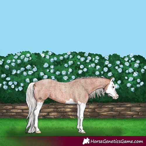 Horse Color:Silver Bay Roan Splash 