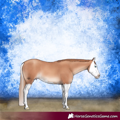 Horse Color:Gold Champagne Splash 