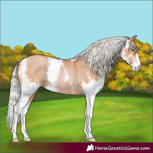 Horse Color:Silver Brown Pearl Sabino Rabicano 