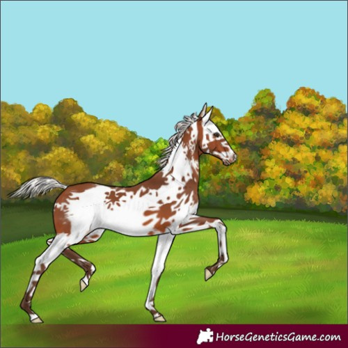 Horse Color:Silver Brown Sabino Splash Frame 