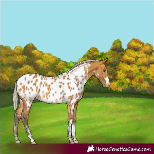 Horse Color:Silver Buckskin Blanket 